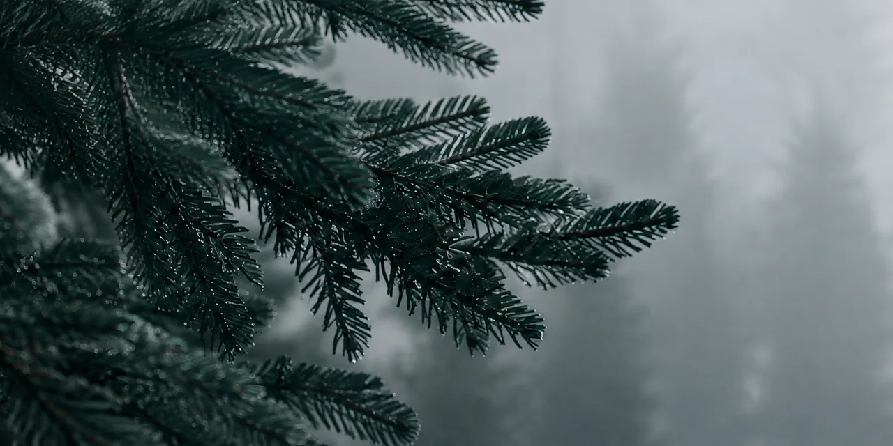 A close-up of fir needles against a misty background, used as a sample image.